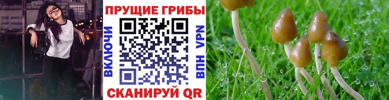 Псилоцибиновые грибы Psilocybe  Белоозёрский 
